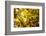 Leaves and tree branches in autumn, Baden-Wurttemberg, Germany-Panoramic Images-Framed Photographic Print