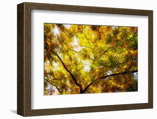 Leaves and tree branches in autumn, Baden-Wurttemberg, Germany-Panoramic Images-Framed Photographic Print