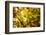 Leaves and tree branches in autumn, Baden-Wurttemberg, Germany-Panoramic Images-Framed Photographic Print