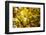 Leaves and tree branches in autumn, Baden-Wurttemberg, Germany-Panoramic Images-Framed Photographic Print