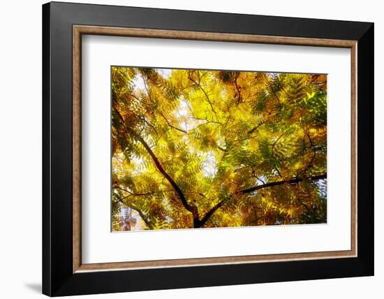 Leaves and tree branches in autumn, Baden-Wurttemberg, Germany-Panoramic Images-Framed Photographic Print