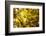 Leaves and tree branches in autumn, Baden-Wurttemberg, Germany-Panoramic Images-Framed Photographic Print