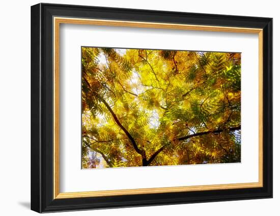 Leaves and tree branches in autumn, Baden-Wurttemberg, Germany-Panoramic Images-Framed Photographic Print