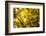Leaves and tree branches in autumn, Baden-Wurttemberg, Germany-Panoramic Images-Framed Photographic Print
