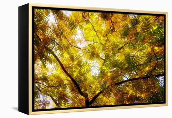 Leaves and tree branches in autumn, Baden-Wurttemberg, Germany-Panoramic Images-Framed Premier Image Canvas