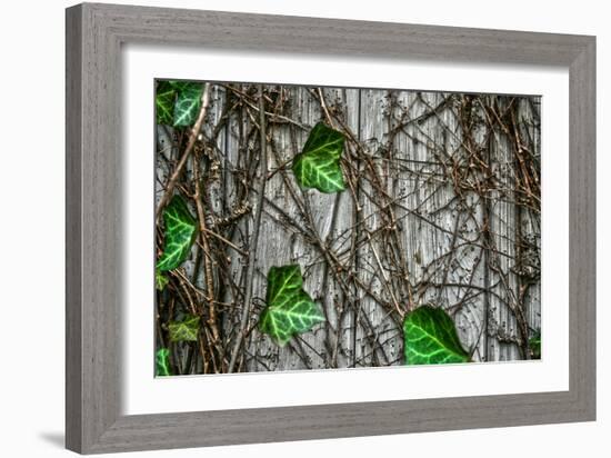 Leaves and Vines-null-Framed Photo