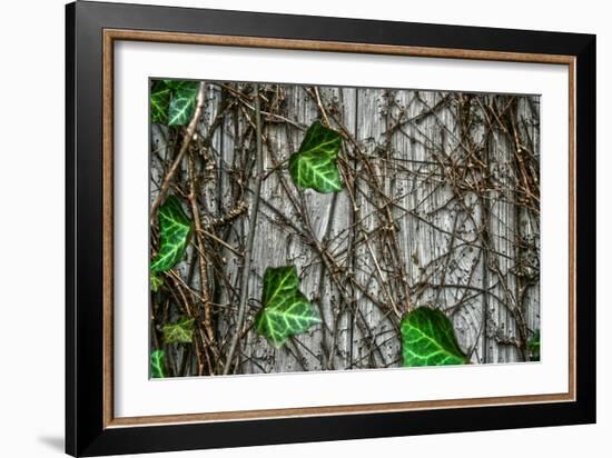 Leaves and Vines-null-Framed Photo