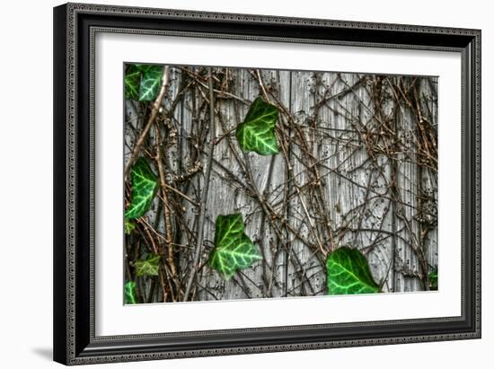 Leaves and Vines-null-Framed Photo