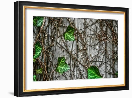 Leaves and Vines-null-Framed Photo