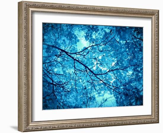 Leaves at a Tree-Alaya Gadeh-Framed Photographic Print