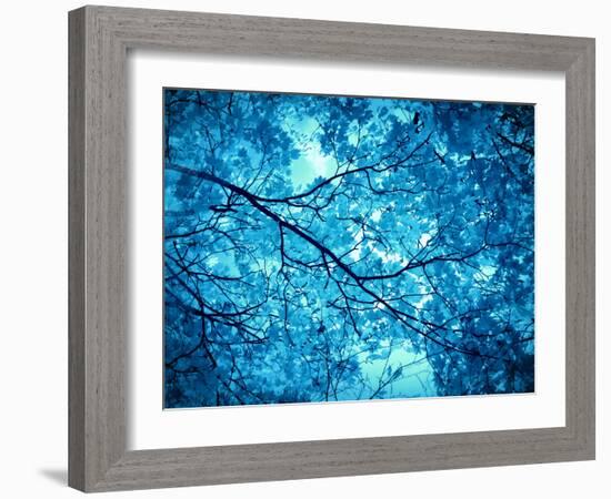 Leaves at a Tree-Alaya Gadeh-Framed Photographic Print