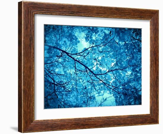 Leaves at a Tree-Alaya Gadeh-Framed Photographic Print