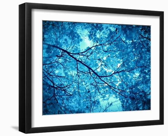 Leaves at a Tree-Alaya Gadeh-Framed Photographic Print