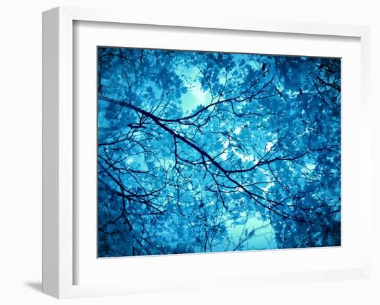 Leaves at a Tree-Alaya Gadeh-Framed Photographic Print