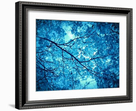 Leaves at a Tree-Alaya Gadeh-Framed Photographic Print