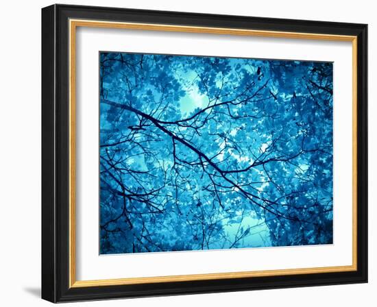 Leaves at a Tree-Alaya Gadeh-Framed Photographic Print