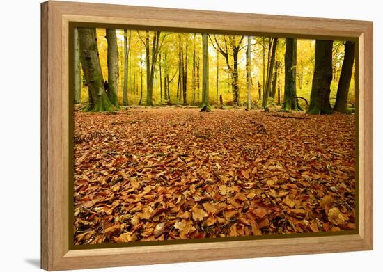 Leaves Carpet in Nearly Natural Mixed Deciduous Forest with Old Oaks and Beeches, Autumn-Andreas Vitting-Framed Premier Image Canvas