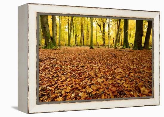 Leaves Carpet in Nearly Natural Mixed Deciduous Forest with Old Oaks and Beeches, Autumn-Andreas Vitting-Framed Premier Image Canvas