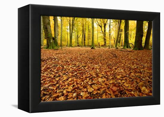 Leaves Carpet in Nearly Natural Mixed Deciduous Forest with Old Oaks and Beeches, Autumn-Andreas Vitting-Framed Premier Image Canvas