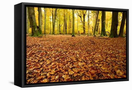 Leaves Carpet in Nearly Natural Mixed Deciduous Forest with Old Oaks and Beeches, Autumn-Andreas Vitting-Framed Premier Image Canvas