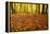 Leaves Carpet in Nearly Natural Mixed Deciduous Forest with Old Oaks and Beeches, Autumn-Andreas Vitting-Framed Premier Image Canvas