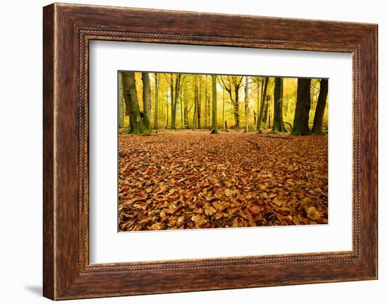 Leaves Carpet in Nearly Natural Mixed Deciduous Forest with Old Oaks and Beeches, Autumn-Andreas Vitting-Framed Photographic Print