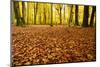 Leaves Carpet in Nearly Natural Mixed Deciduous Forest with Old Oaks and Beeches, Autumn-Andreas Vitting-Mounted Photographic Print