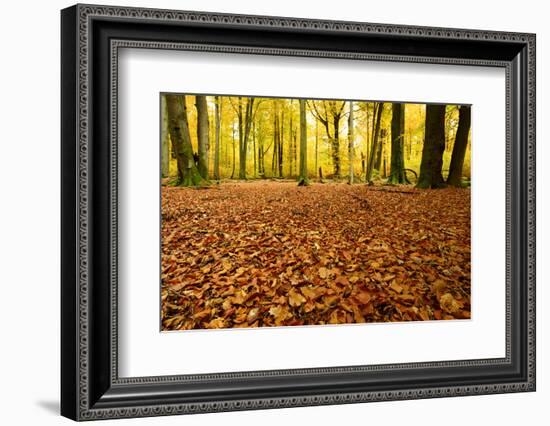 Leaves Carpet in Nearly Natural Mixed Deciduous Forest with Old Oaks and Beeches, Autumn-Andreas Vitting-Framed Photographic Print