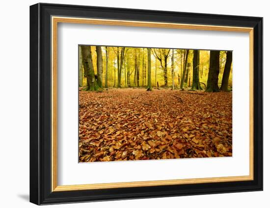 Leaves Carpet in Nearly Natural Mixed Deciduous Forest with Old Oaks and Beeches, Autumn-Andreas Vitting-Framed Photographic Print