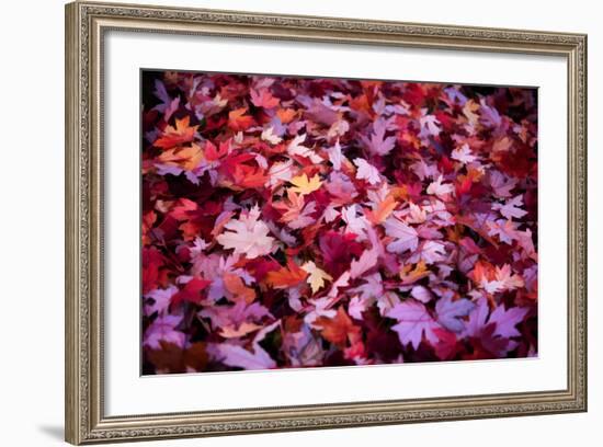Leaves Carpet-Philippe Sainte-Laudy-Framed Photographic Print