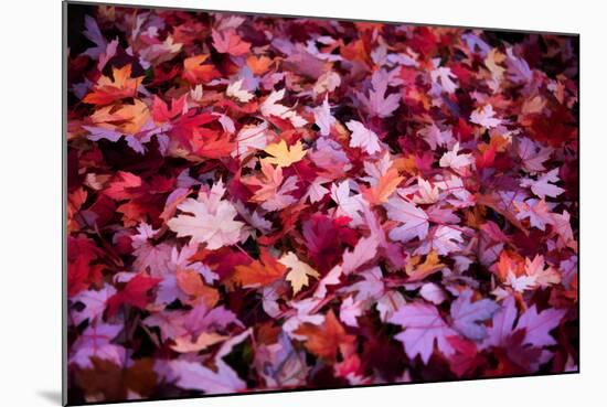 Leaves Carpet-Philippe Sainte-Laudy-Mounted Photographic Print