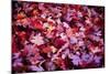 Leaves Carpet-Philippe Sainte-Laudy-Mounted Photographic Print