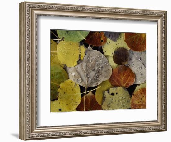 Leaves Dew Drops-Art Wolfe-Framed Photographic Print