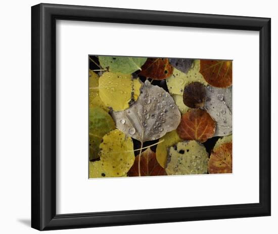 Leaves Dew Drops-Art Wolfe-Framed Photographic Print