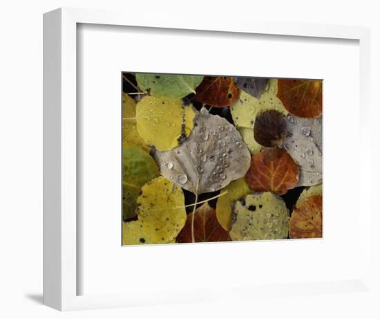 Leaves Dew Drops-Art Wolfe-Framed Photographic Print