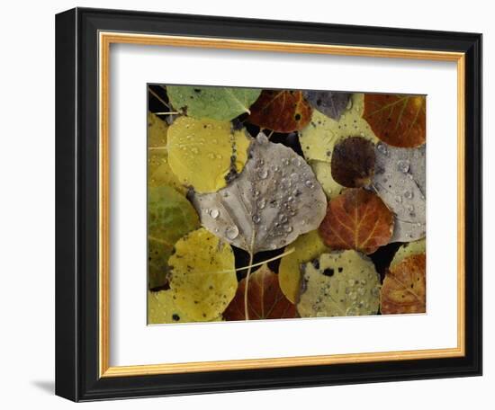 Leaves Dew Drops-Art Wolfe-Framed Photographic Print