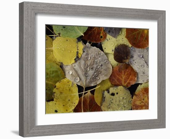 Leaves Dew Drops-Art Wolfe-Framed Photographic Print