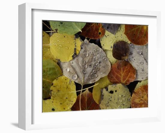 Leaves Dew Drops-Art Wolfe-Framed Photographic Print