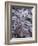 Leaves Encased in Ice-Adam Jones-Framed Photographic Print