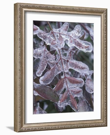 Leaves Encased in Ice-Adam Jones-Framed Photographic Print