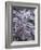 Leaves Encased in Ice-Adam Jones-Framed Photographic Print