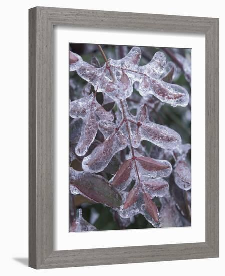 Leaves Encased in Ice-Adam Jones-Framed Photographic Print