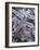 Leaves Encased in Ice-Adam Jones-Framed Photographic Print