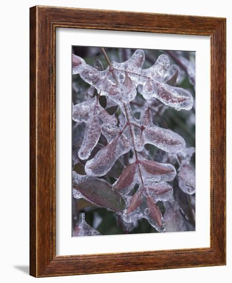 Leaves Encased in Ice-Adam Jones-Framed Photographic Print