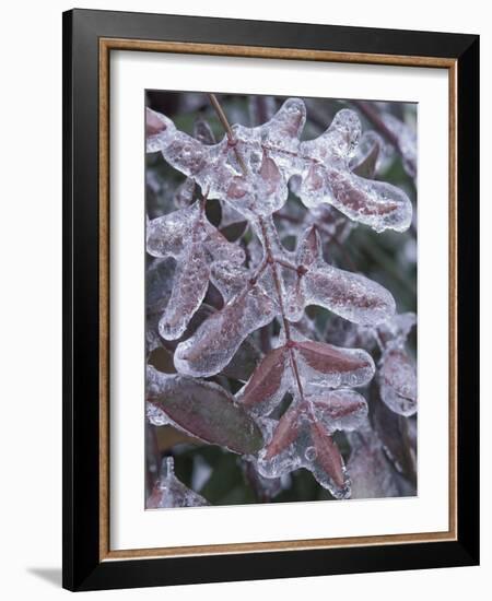 Leaves Encased in Ice-Adam Jones-Framed Photographic Print