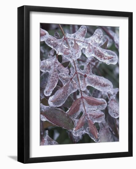 Leaves Encased in Ice-Adam Jones-Framed Photographic Print