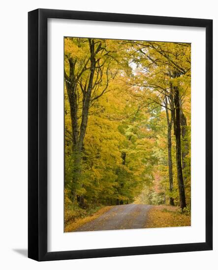 Leaves Fall from Sugar Maple Trees Lining a Dirt Road in Cabot, Vermont, Usa-Jerry & Marcy Monkman-Framed Photographic Print