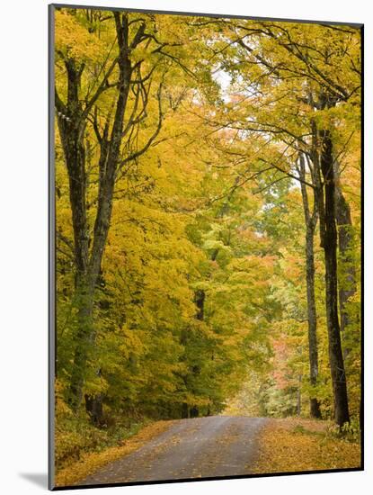 Leaves Fall from Sugar Maple Trees Lining a Dirt Road in Cabot, Vermont, Usa-Jerry & Marcy Monkman-Mounted Photographic Print