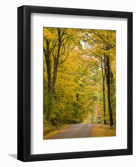 Leaves Fall from Sugar Maple Trees Lining a Dirt Road in Cabot, Vermont, Usa-Jerry & Marcy Monkman-Framed Photographic Print