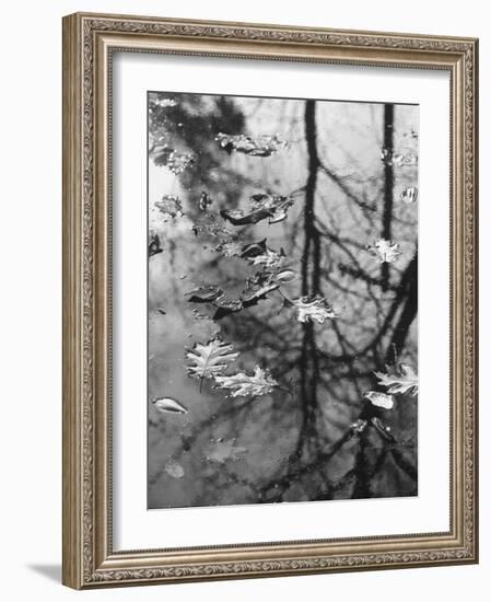 Leaves Floating on the Water-Allan Grant-Framed Photographic Print